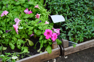 Pink petunia flowers and other flowers in a wooden boxes on a street flower market. Small business