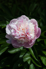 Peony