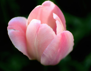 close-up of a light pink tulip against dark background on a sunny spring day
