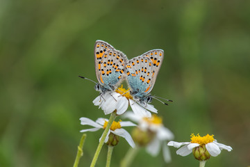 Lycaenidae / Anadolu Gelinciği / Anatolian Vernal Copper / Tomares nogelii