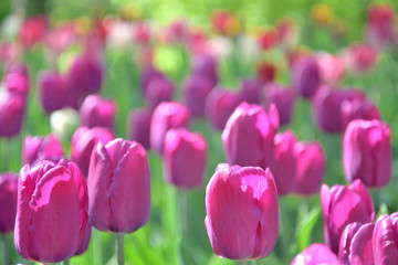 lawn of purple pink tulips, close-up, on a sunny day,