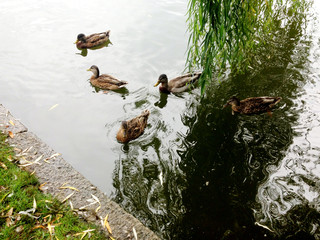 Ducks