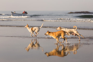 Happy dogs are played on the beach. Behind, people returned from fishing, their boat swinging on the waves. Clear reflection on the sandy beach. 