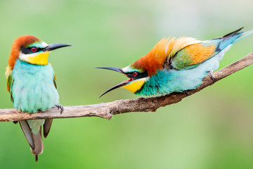 wild colorful birds in conflict