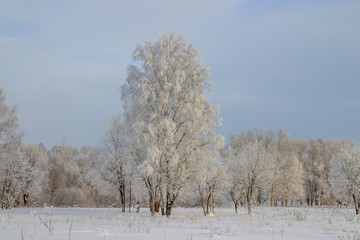 Birch grove in the winter in the snow. White trees. Trees in the snow. Snow picture. Winter landscape grove of white trees and snow.