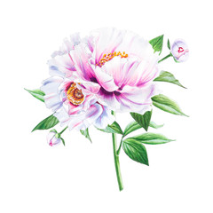 Beautiful white peony. Bouquet of flowers. Floral print. Marker drawing. Watercolor painting. Wedding and birthday composition. Greeting card. Flower painted background. Hand drawn illustration.