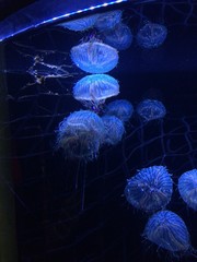 Jellyfish