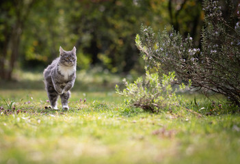 blue tabby maine coon cat running over the lawn in the garden at high speed