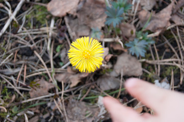 Handle baby to the first snowdrop - yellow as the sun, the flower mother and stepmother