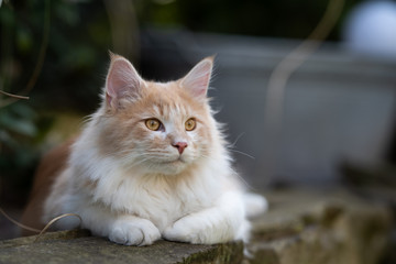 beige fawn maine coon cat relaxing on natural stone wall outdoors in the back yard observing the area