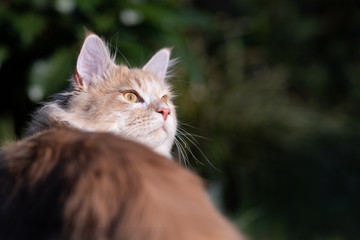 Naklejka na ściany i meble beige fawn maine coon cat looking back over shoulder in the sunlight outdoors in nature
