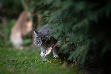 blue tabby maine coon cat lurking next to a coniferous tree outdoors in the garden looking at camera