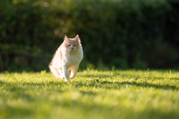 Naklejka na ściany i meble beige fawn maine coon cat running over the grass on a sunny summer day looking at camera