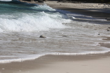 private beach tropical island