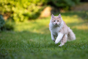 Naklejka na ściany i meble beige fawn maine coon cat running towards camera in the back yard looking at camera on a sunny day