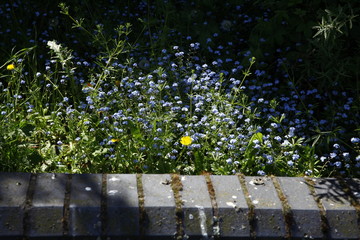 Tiny blue flowers behind a brick wall.