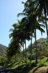 Fototapeta na wymiar chemin de palmiers