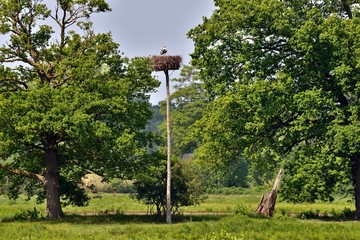Storchennest