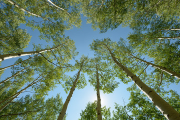 Up through summer aspens