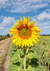 Sonnenblume