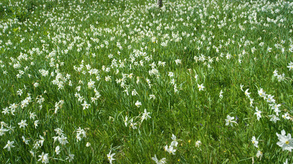 Fototapeta premium Stunning shot of a picturesque field in the Alps filled with white daffodils.