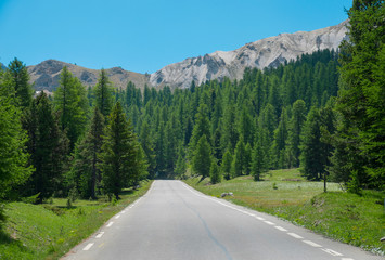 Naklejka premium Empty asphalt road runs through the coniferous forest and the scenic French Alps