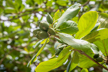 A Tropical Almond Tree on the Island of Barbados, with a Shallow Depth of Field