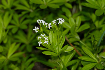 Waldmeister mit Blüten auf dem Waldboden zur Erntezeit im Mai, im Frühjahr