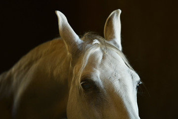 White horse's head and ears close up on dark background. Portrait details.