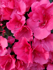 Azalea Flower