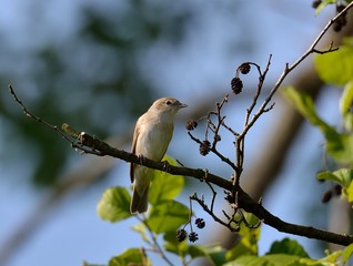 Gartengrasm&uuml;cke
