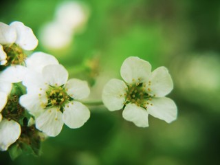 white flowers of apple tree