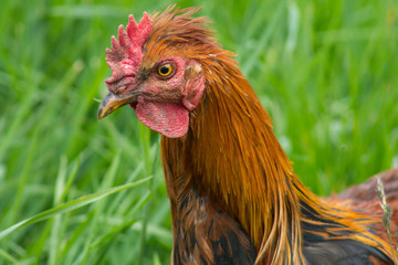 Hermoso gallo de pelea