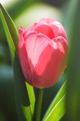 Single pink tulip close up surrounded by green leaves