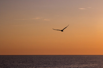 Seagulls fly over the sea at sunset in Italy