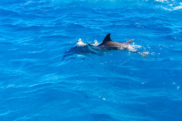 Fototapeta premium Dolphins in Red sea not far from the Hurghada city, Egypt