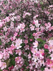 blooming tree with pink violet incarnadine rose-colored rose flowers in spring