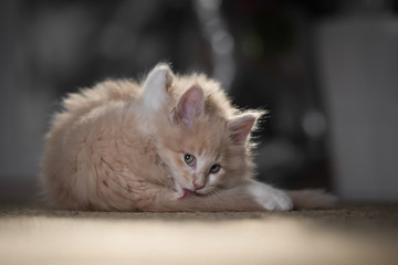 red cream colored maine coon kitten grooming on a sisal carpet while looking at camera
