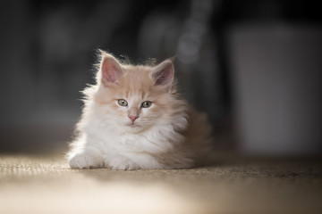red cream colored maine coon kitten lying on the carpet looking at camera tiredly