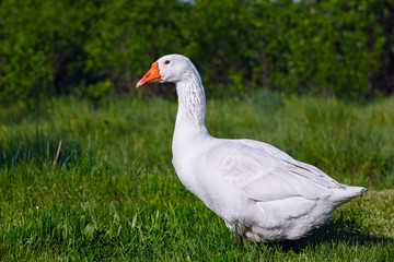 The domestic goose in the pasture eats fresh grass.