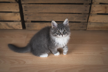 blue tabby maine coon kitten in front of fruit crates looking up curiously