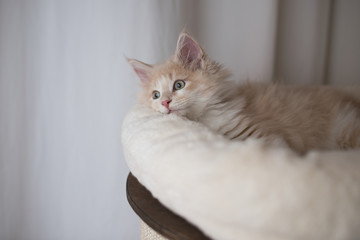 red cream colored maine coon kitten lying on pet bed looking to the side in front of white curtain