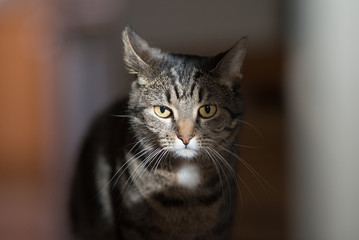 portrait of a tabby domestic shorthair cat illuminated by sunlight