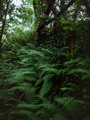 Lush green fern in abundance growing in the forest