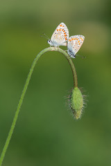 butterfly on flower