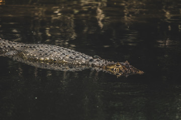 Alligator