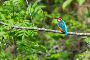 Kingfisher in a closeup