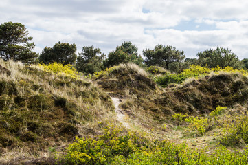 Typical Dutch Vlieland island savannah landscape with various bushes plants and shrub vegetation and sandy dunes on sunny day in full blossom with sandy pathway