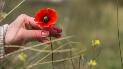 Close up photo of woman's hand in sweater holding delicately with her fingers wild single standing red poppy flower in the grass with blurry background of Vlieland island in the Netherlands 