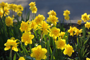Obraz premium Beautiful yellow Daffodils